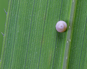 Ocola Skipper egg